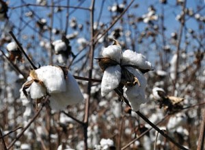 Cotton