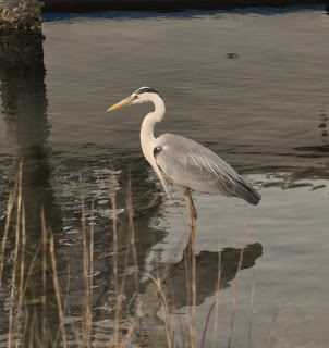 Egret 2 014