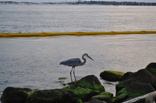 Heron evening snack