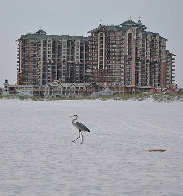 Mr Big Bird sneaking up