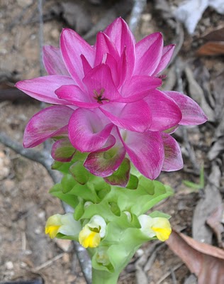 realjoypeurtoricowildflower